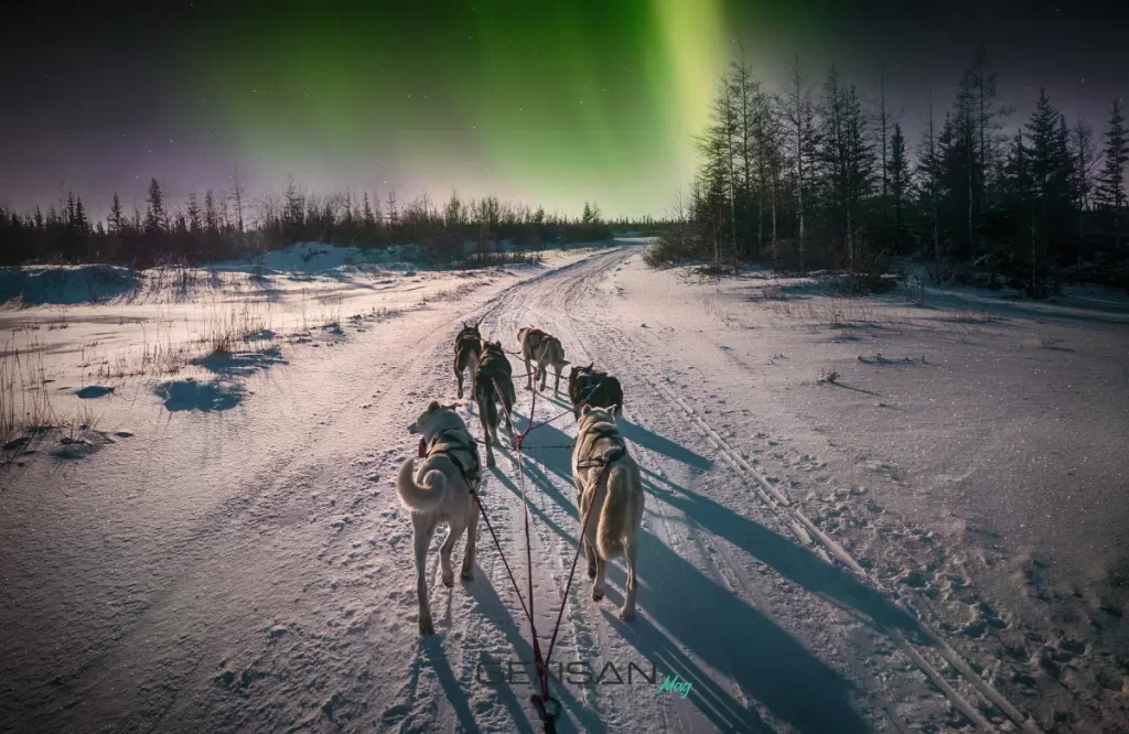 I cani degli Inuit sulla neve